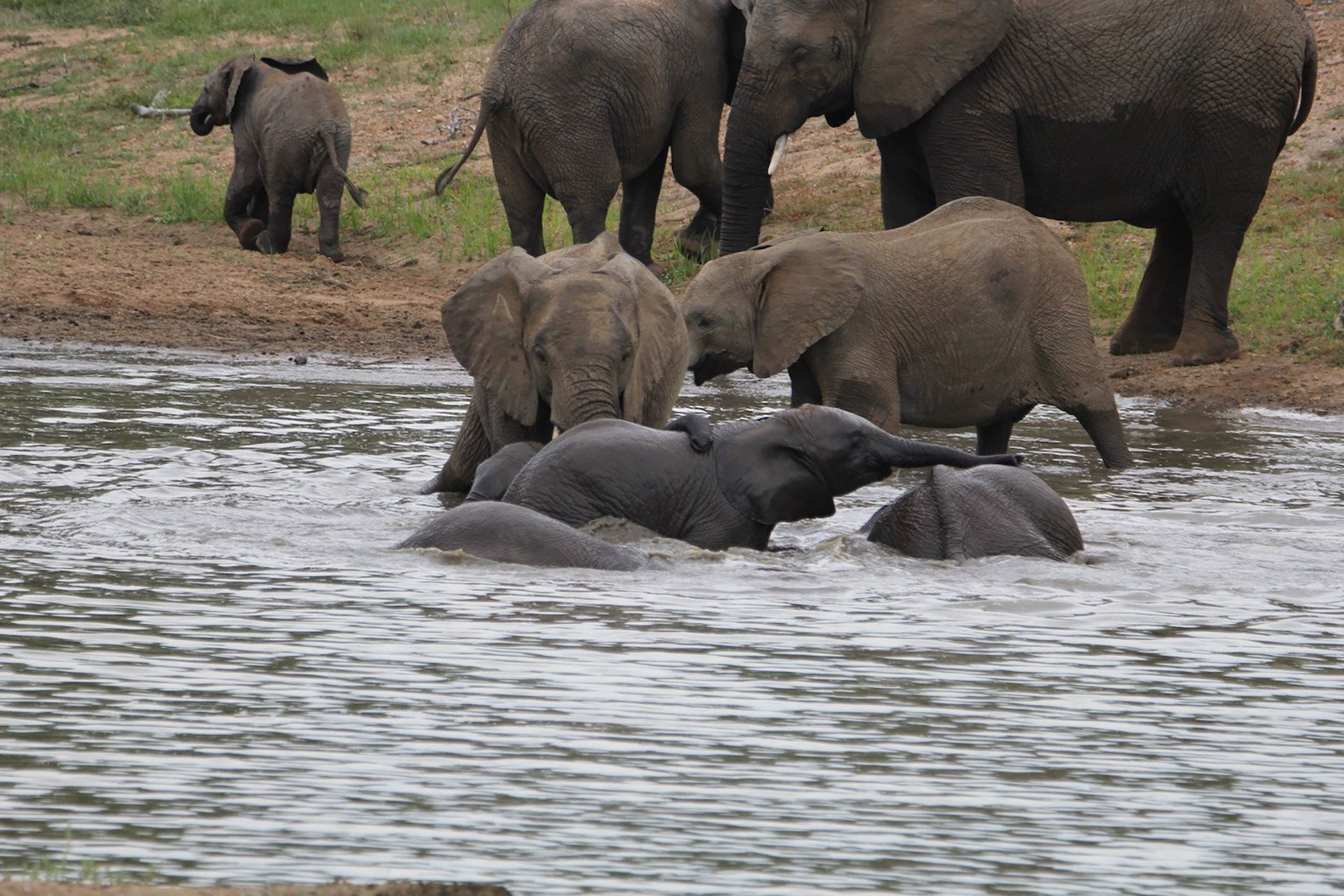 View-Of-An-Elephant-Herd-At-Kapama-Private-Game-Reserve View Of An Elephant Herd At Kapama Private Game Reserve