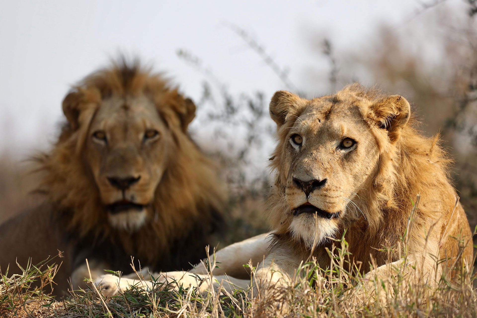 View Of Lions At Kapama Private Game Reserve
