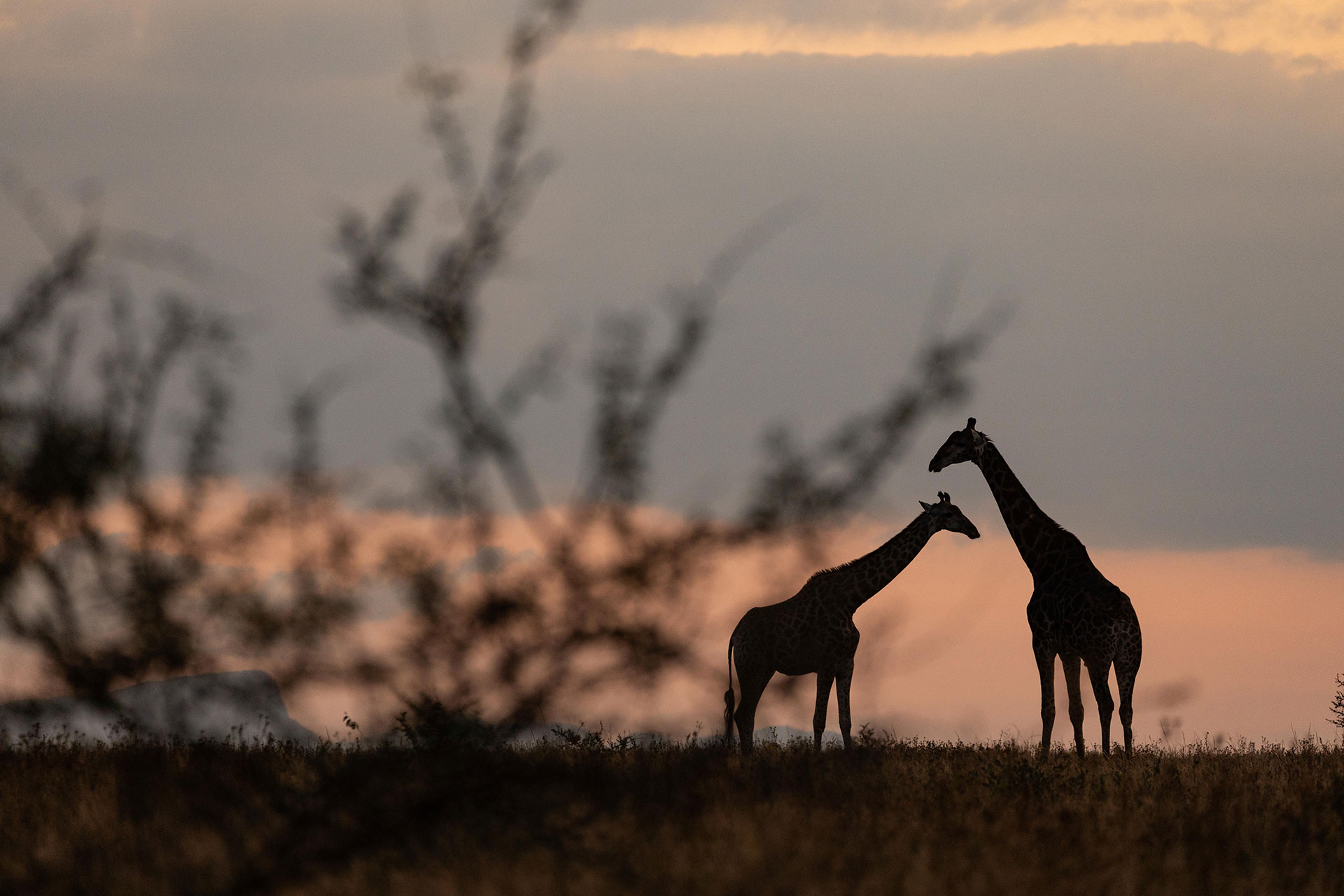 View-Of-Wildlife-At-Dawn View Of Wildlife At Dawn