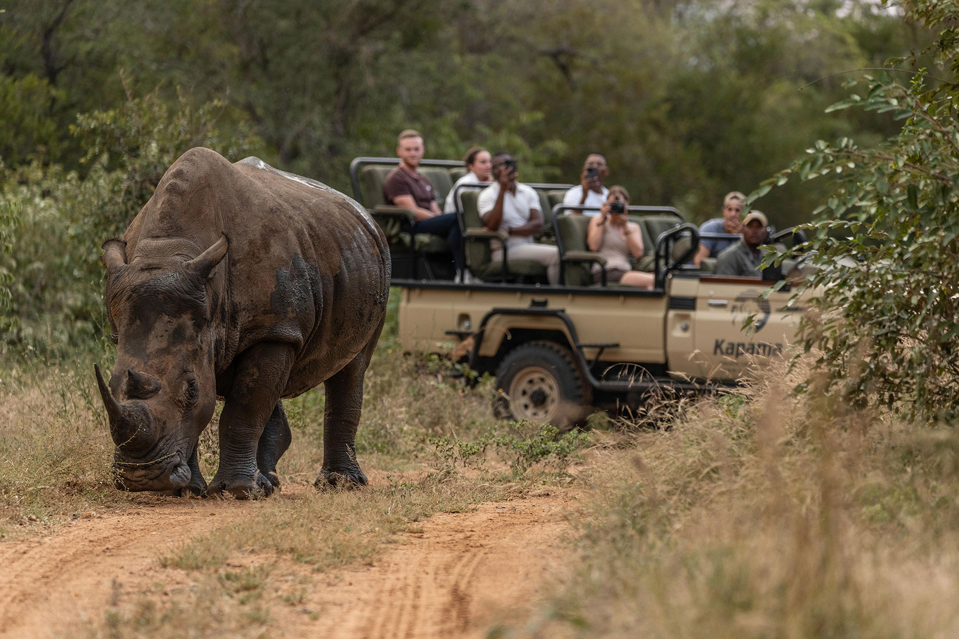 Wildlife-Encounters-At-Kapama Wildlife Encounters At Kapama