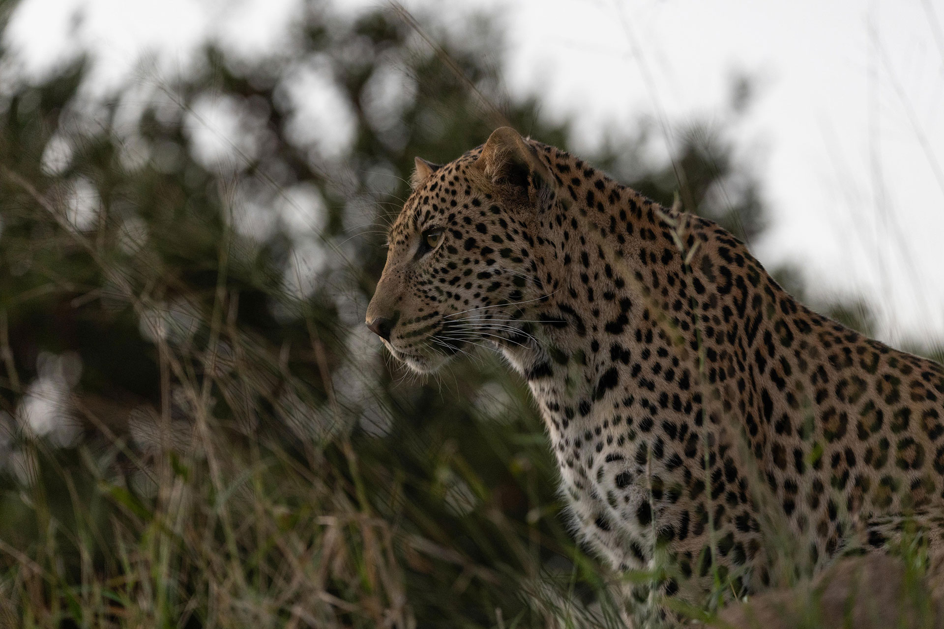 Wildlife-Encounters-At-Kapama Wildlife Encounters At Kapama