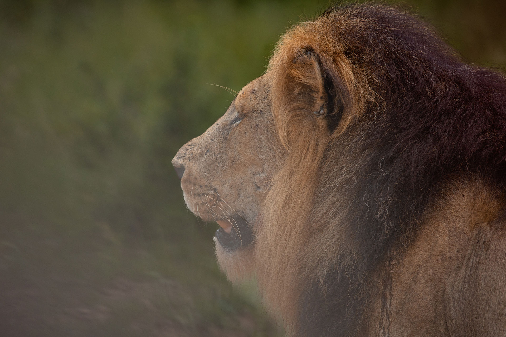 A View Of A Lion At A Game Reserve