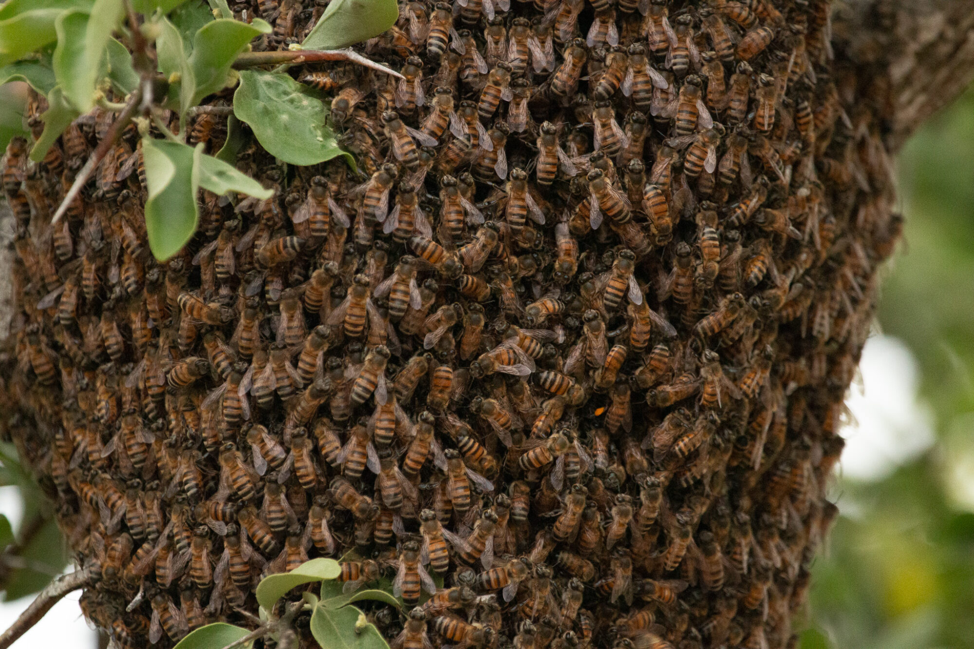 Close-up of a bee hive Close-up of a bee hive