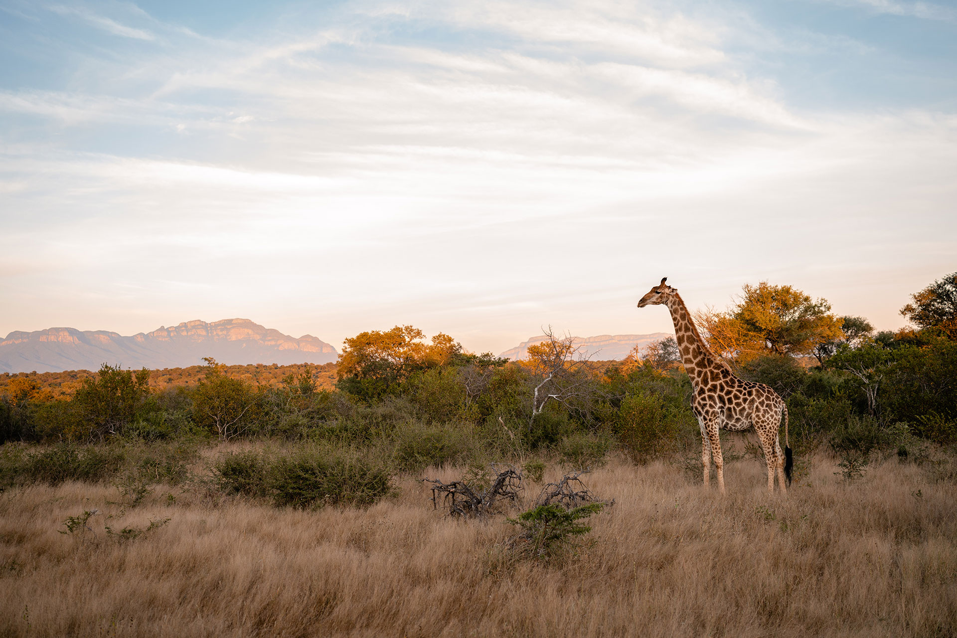 View Of A Giraffe At A Game Reserve