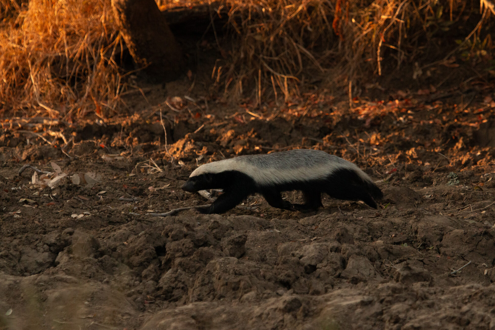 View Of A Honey-Badger View Of A Honey Badger