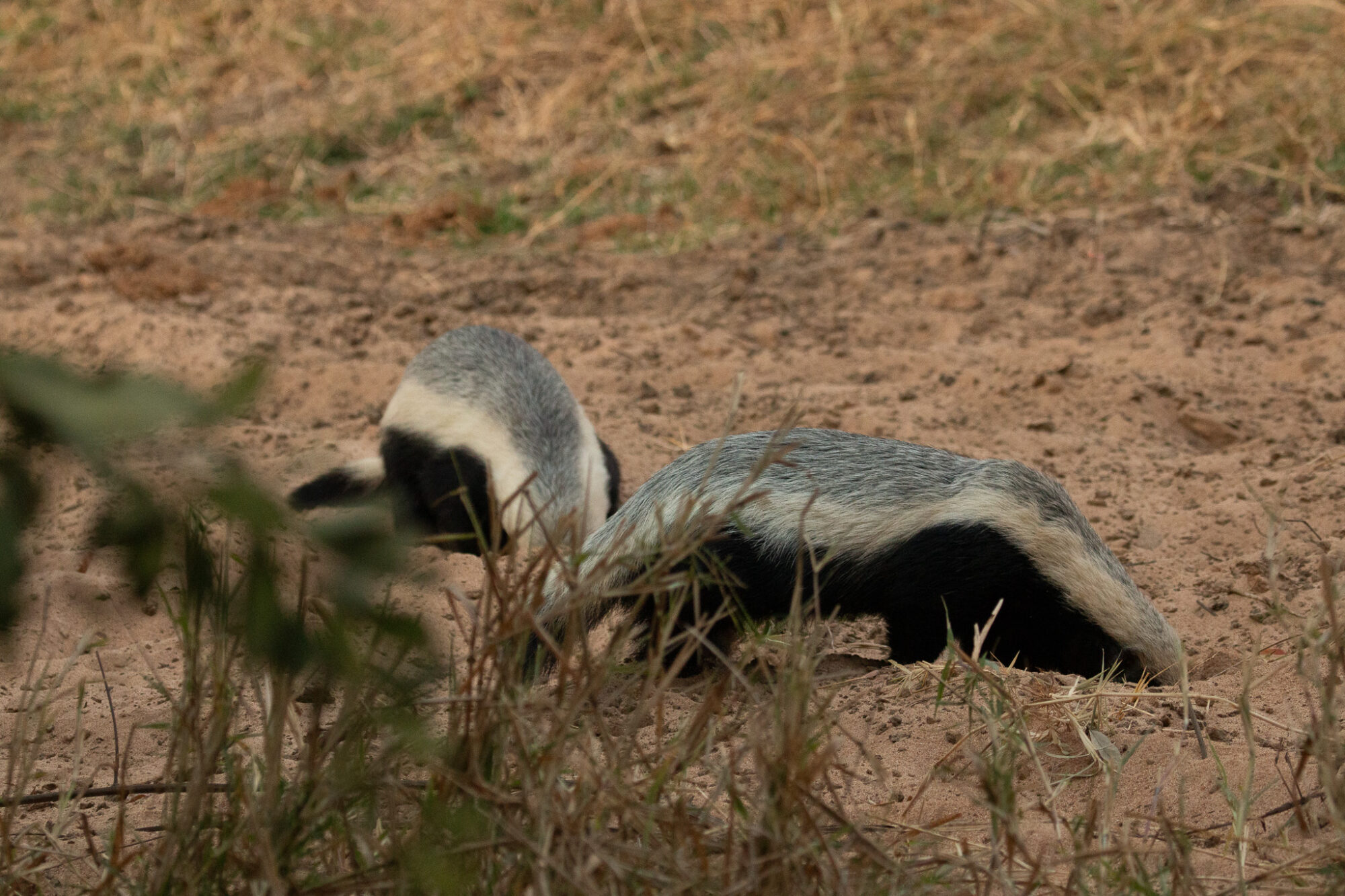 View Of A Honey Badger View Of A Honey Badger