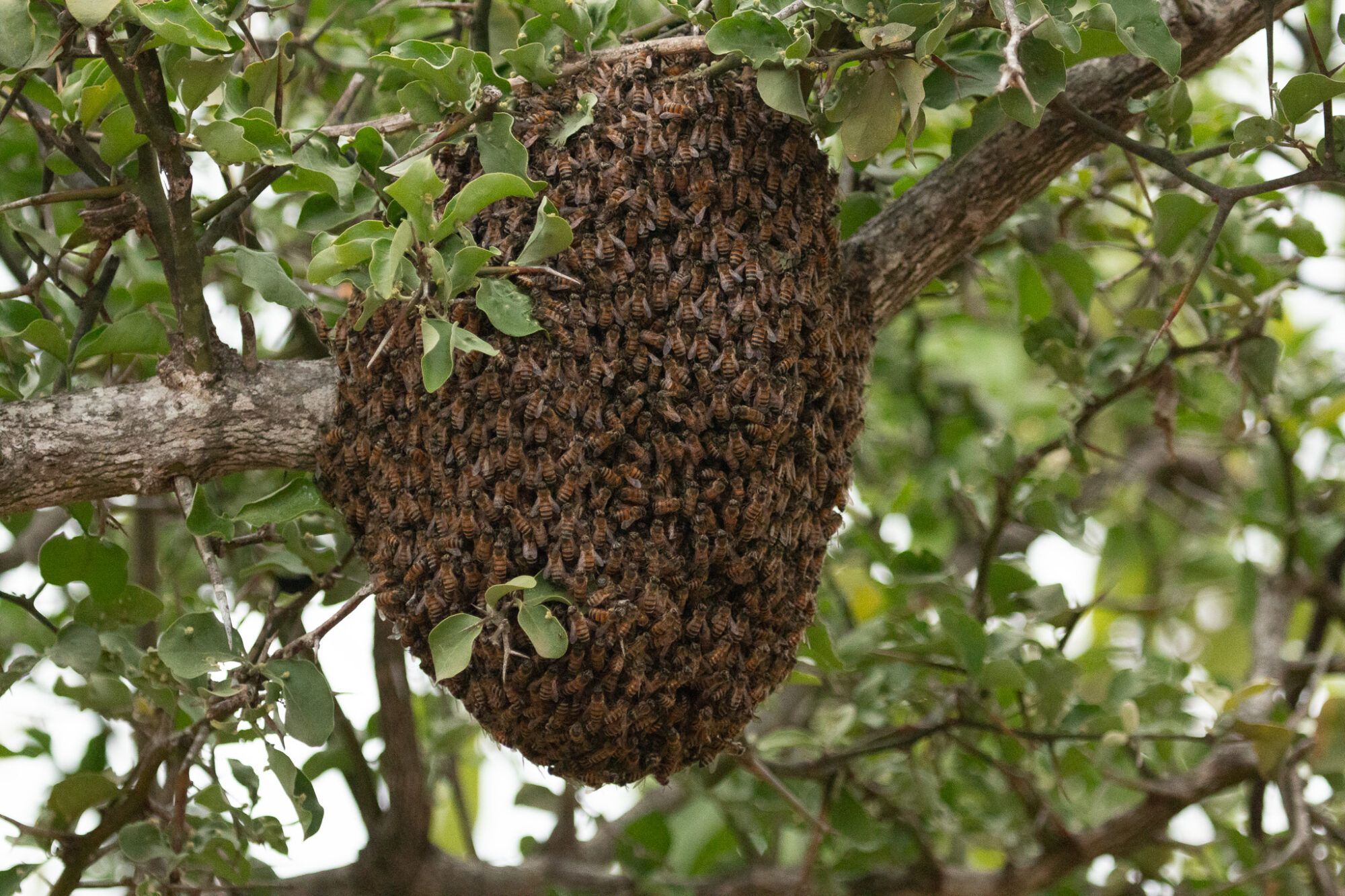 View Of A Honey Bee Hive View Of A Honey Bee Hive