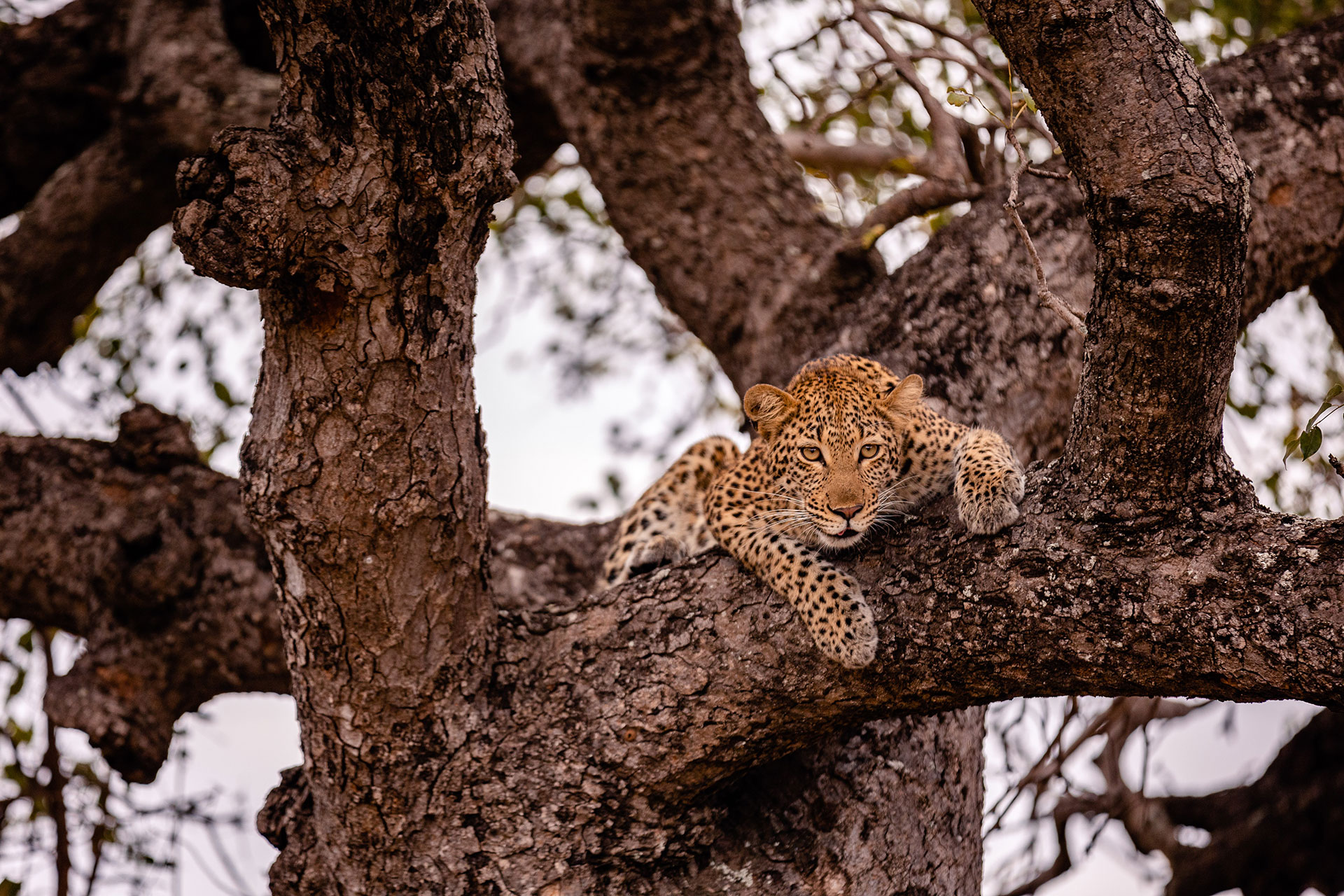 View Of A Leopard Captured At A Game Reserve