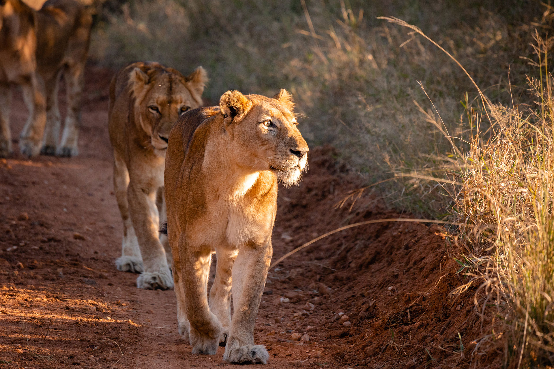 View Of A Lion At A Game Reserve