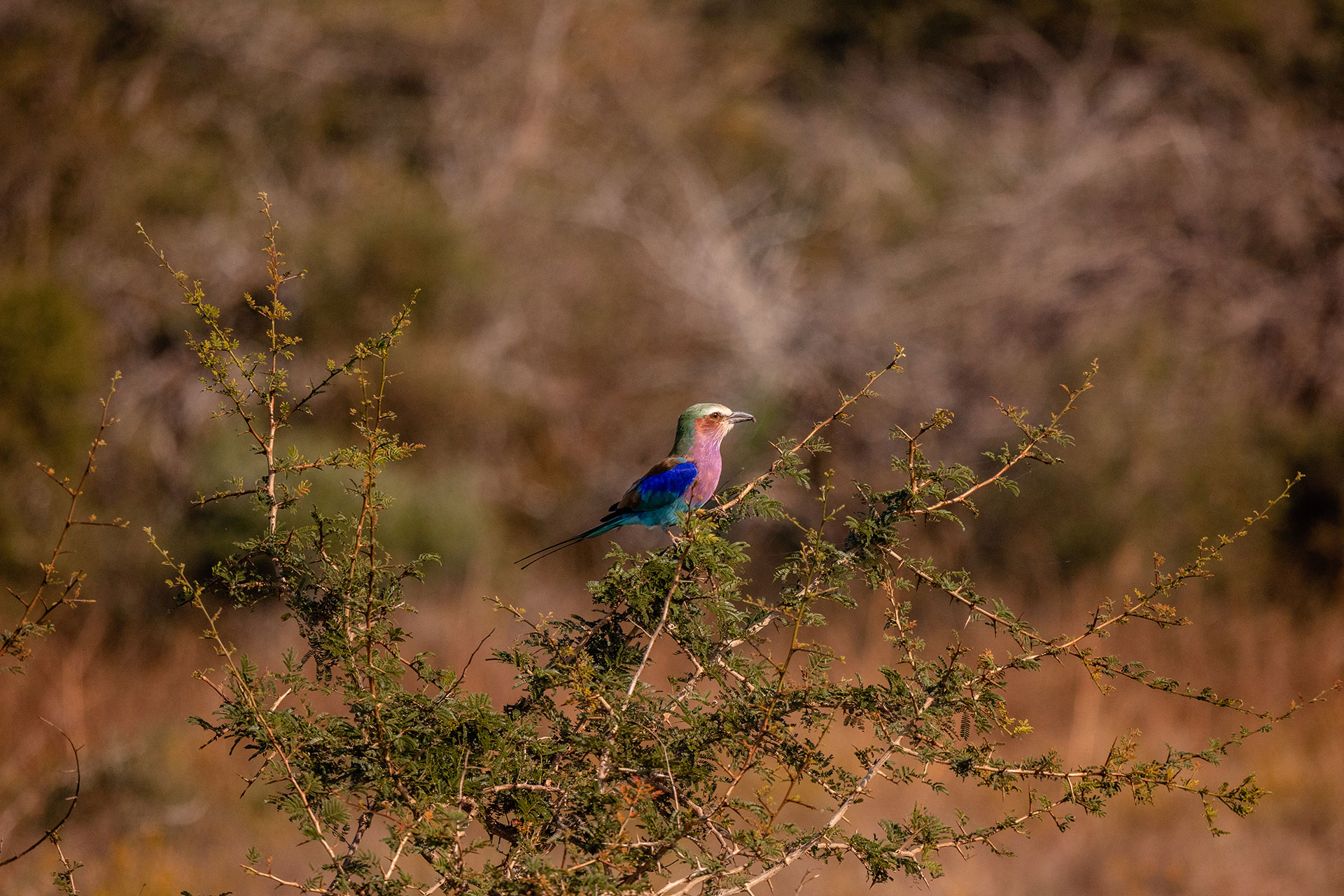 View Of Birdlife At Kapama Private Game Reserve