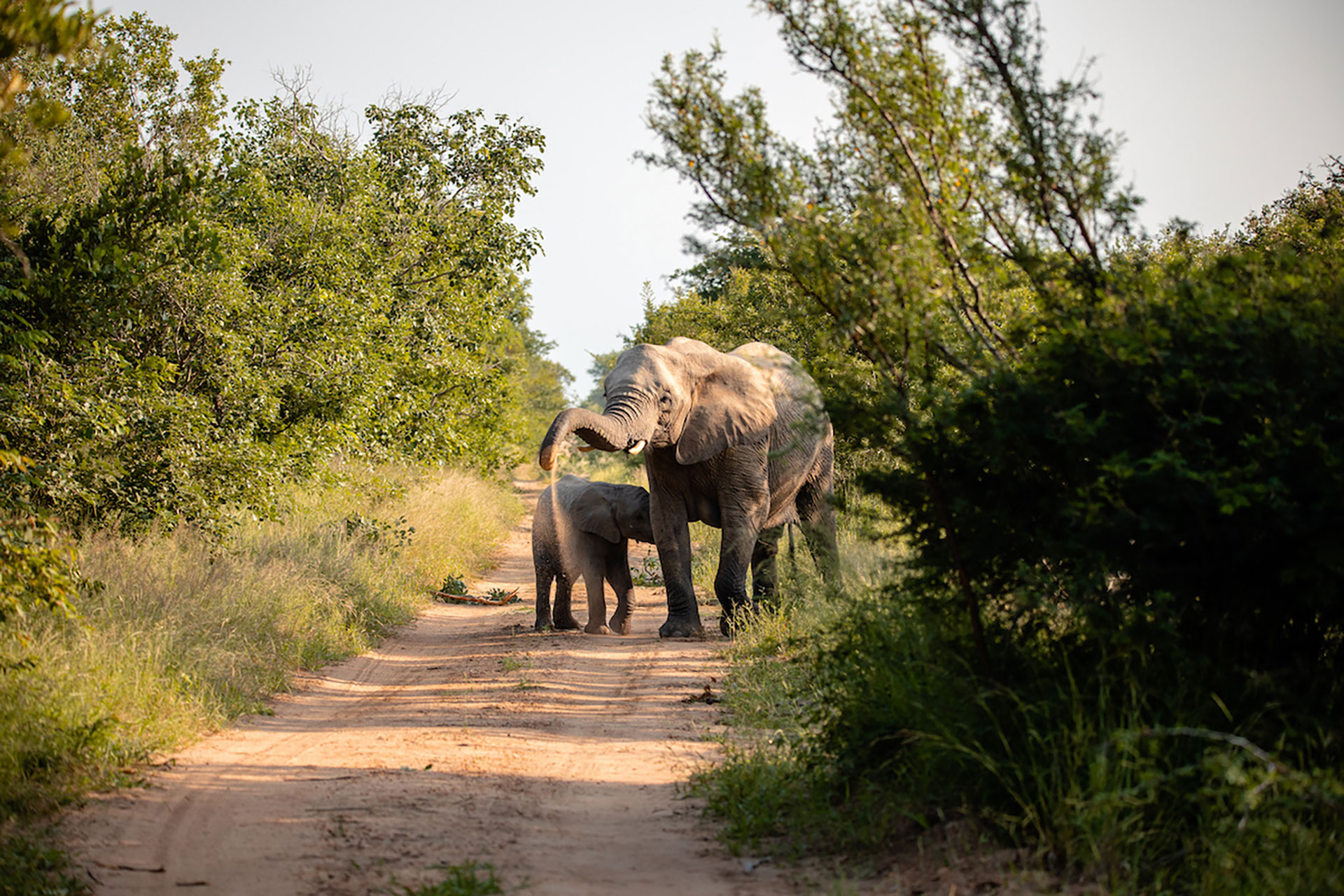 View Of Elephants At Kapama Private Game Reserve