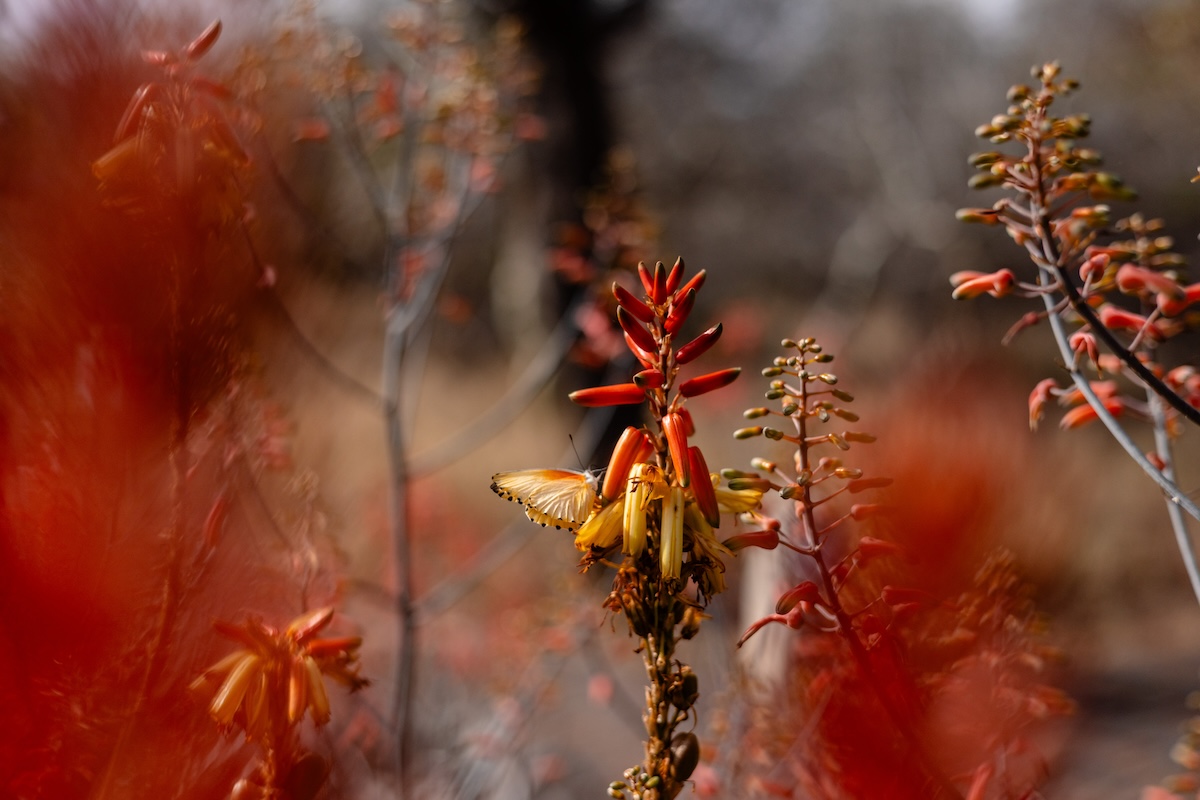 The Importance Of Bees – Kapama Private Game Reserve