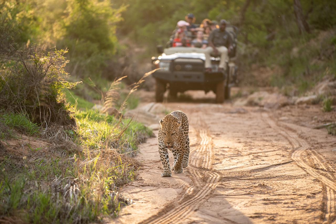 Kapama Game Reserve game drive experience