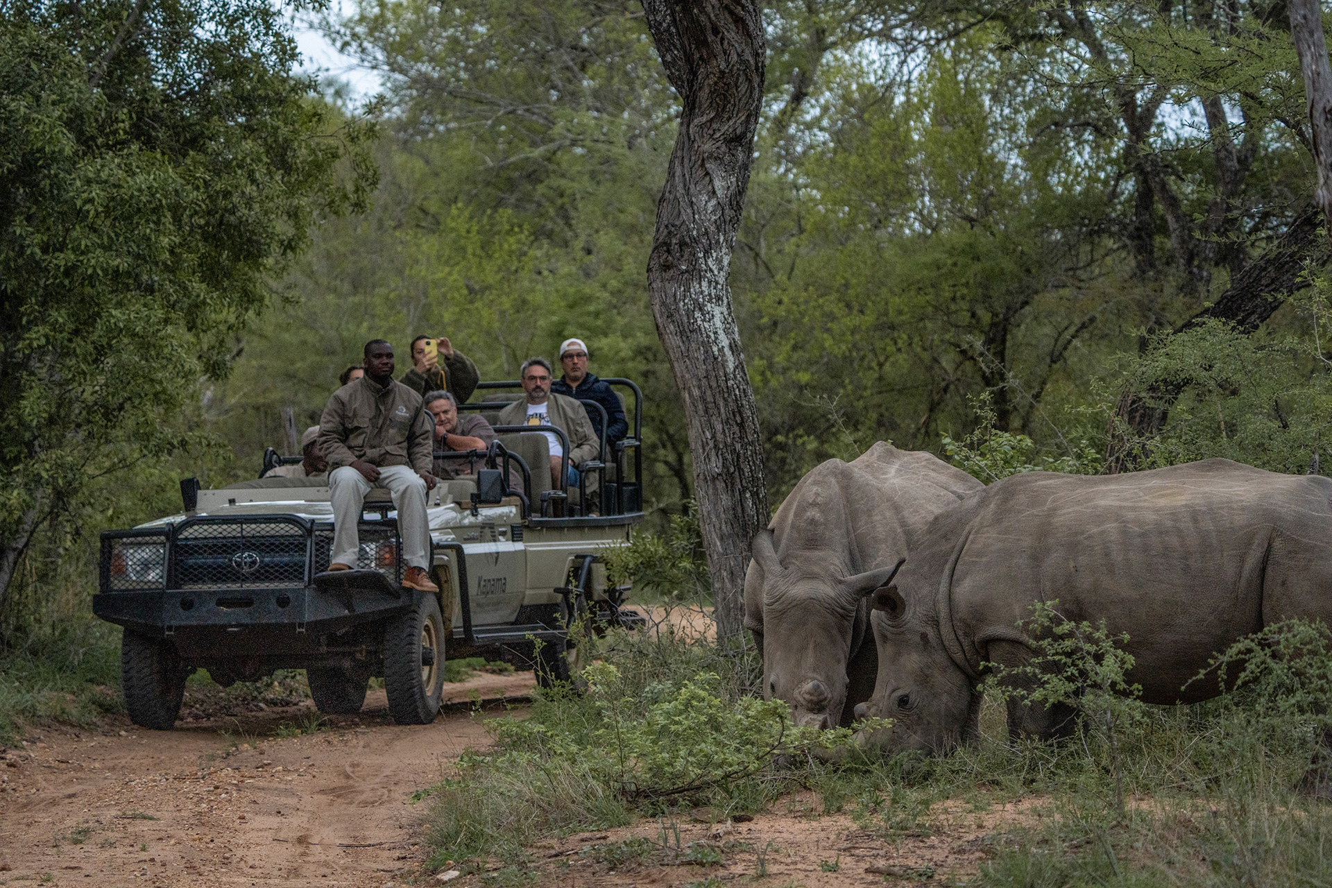 Two white rhinos grazing in the bush while a safari vehicle with guests and a guide looks on at Kapama Private Game Reserve