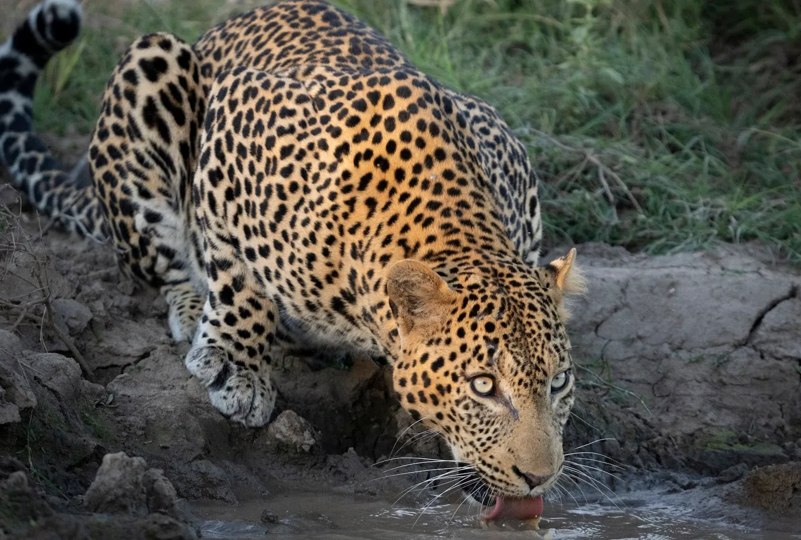 Kapama Wildlife Leopard drinking water Kapama Wildlife Leopard drinking water