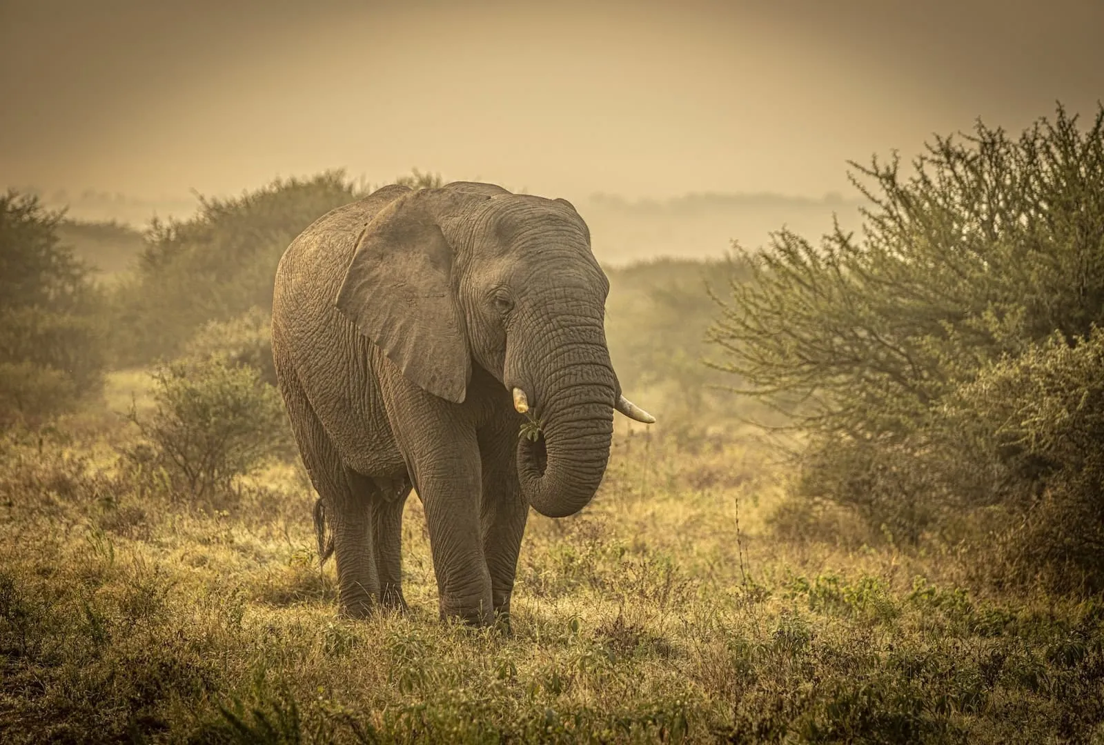 Kapama Wildlife Elephants Kapama Wildlife Elephants