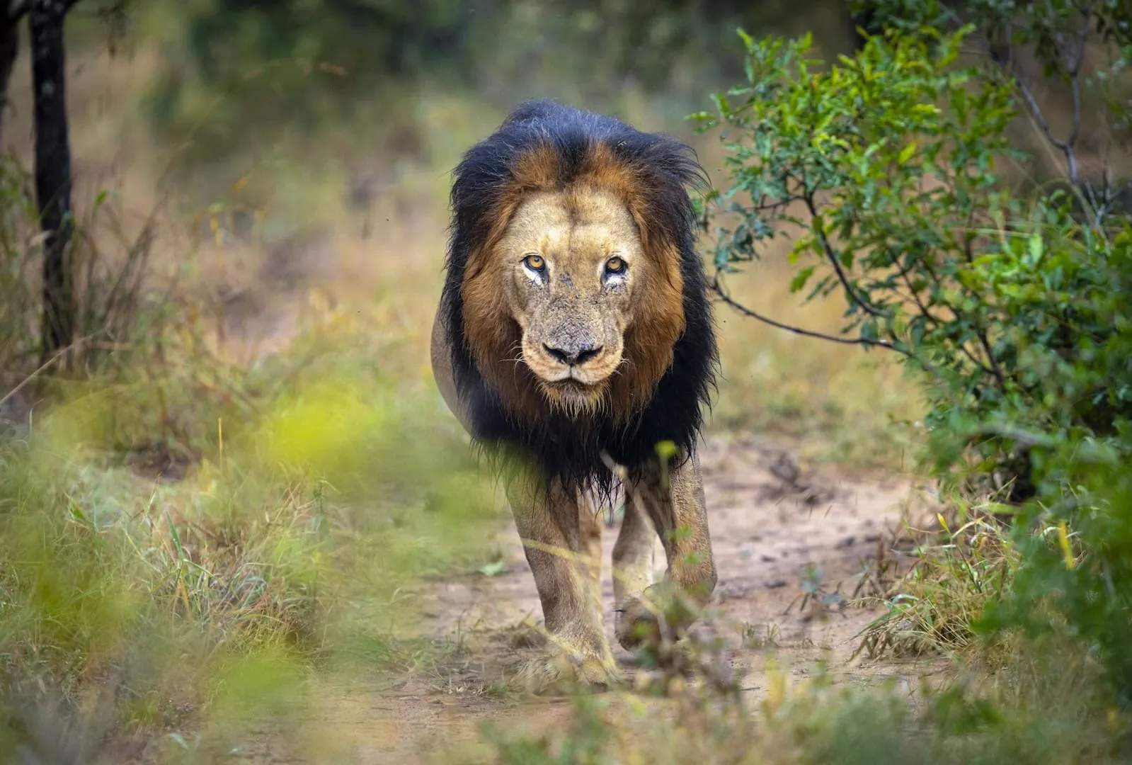 Kapama Wildlife Lion male Kapama Wildlife Lion male