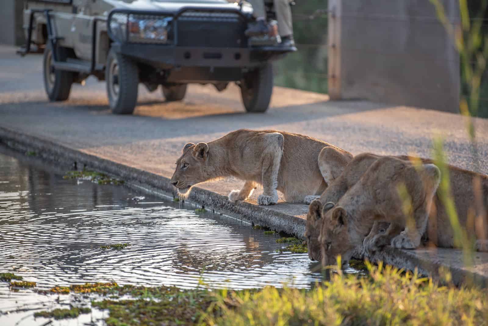 Kapama Lions game drive