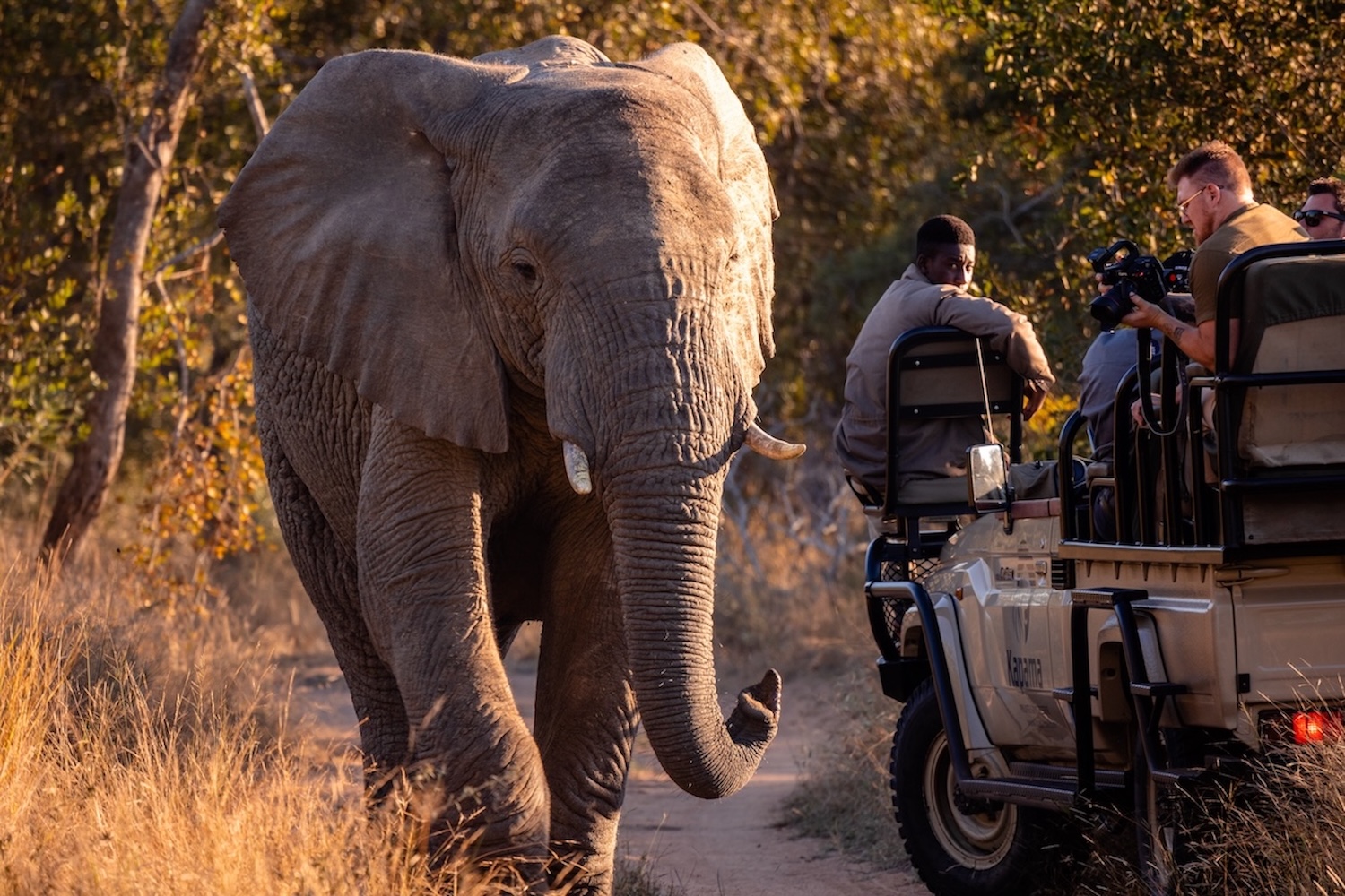 Kapama safari Kapama big five safari drive elephant