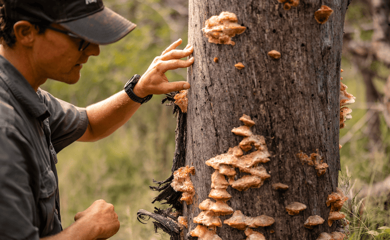 Kapama track and signs Kapama track and signs