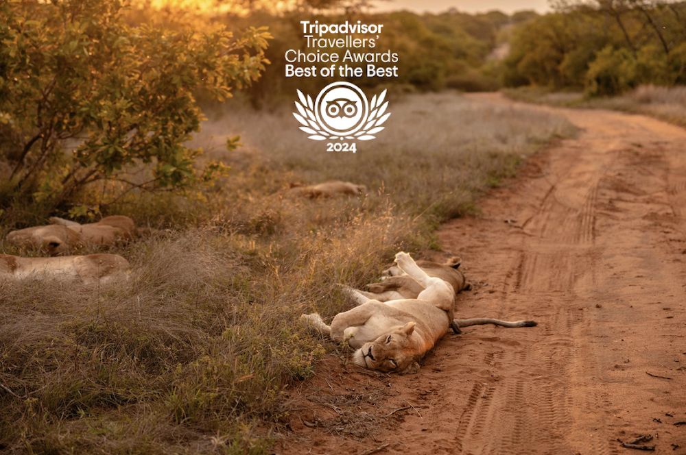 Kapama wildlife