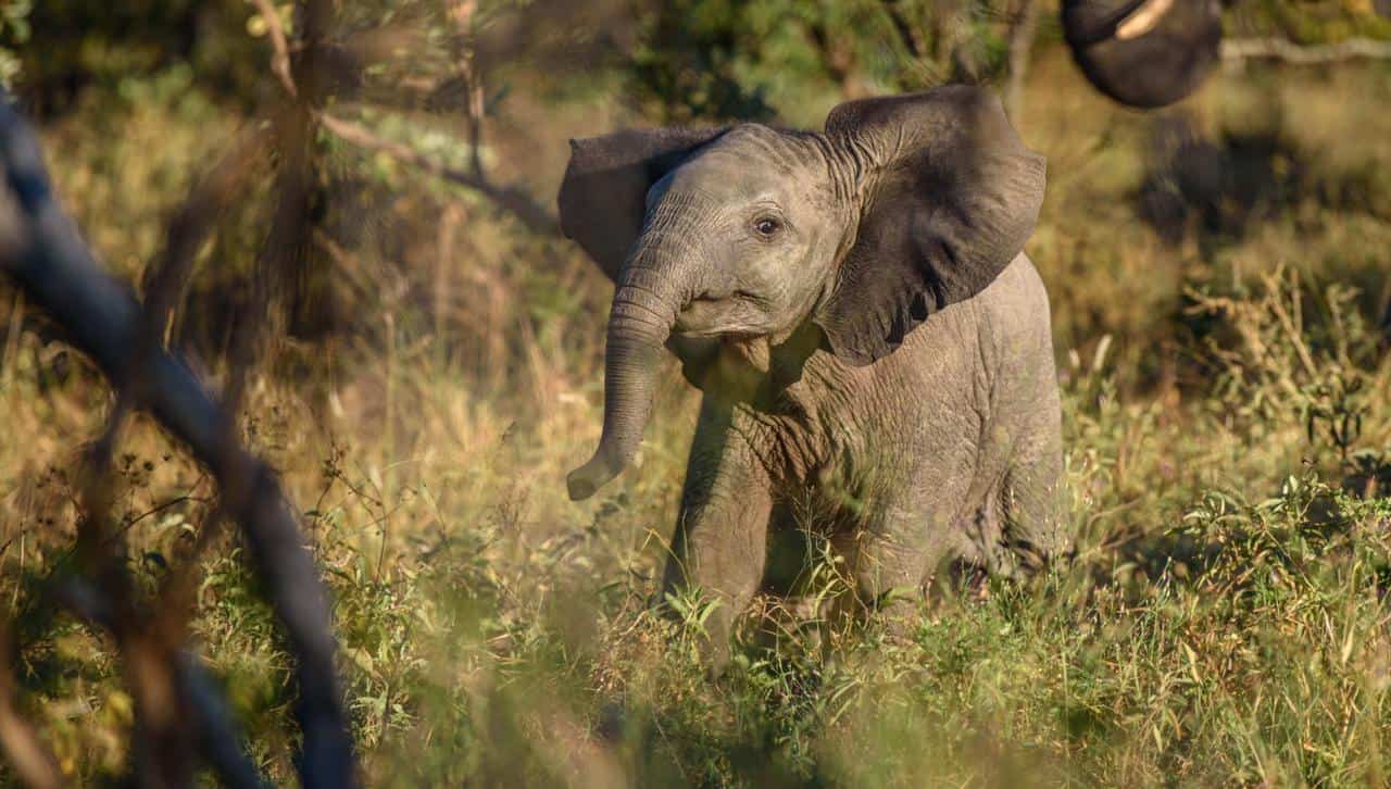 Kapama baby elephant